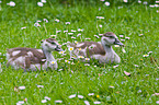young Egyptian geese