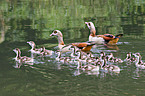 Egyptian geese