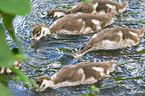 young Egyptian geese