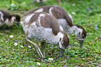 young Egyptian geese