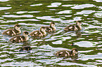 young Egyptian geese