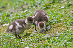 young Egyptian geese