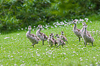 young Egyptian geese