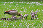 Egyptian geese
