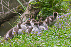 young Egyptian geese
