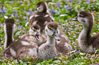 young Egyptian geese