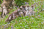 young Egyptian geese