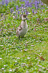 young Egyptian goose