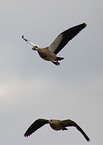 Egyptian geese
