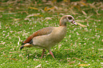 Egyptian goose