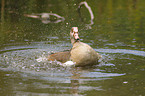Egyptian goose