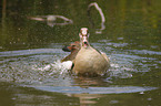 Egyptian goose