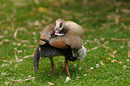 Egyptian goose