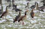 Egyptian geese