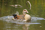 Egyptian goose