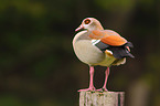 Egyptian goose