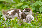 young Egyptian goose