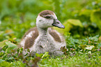young Egyptian goose