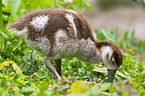 young Egyptian goose