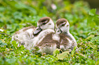 young Egyptian geese