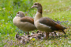 Egyptian geese