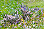 young Egyptian geese