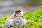 young Egyptian goose