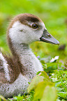 young Egyptian goose
