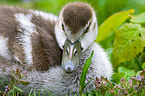 young Egyptian goose