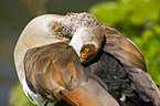 Egyptian goose