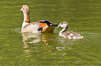 Egyptian geese
