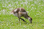 young Egyptian goose