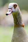 Egyptian goose