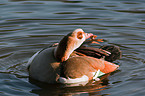 Egyptian goose