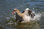 Egyptian goose