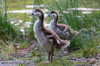 young Egyptian geese