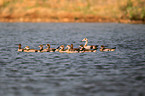 Egyptian geese
