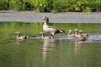 Egyptian geese