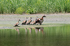 Egyptian geese