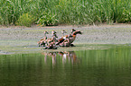 Egyptian geese