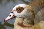 Egyptian goose