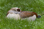 Egyptian goose