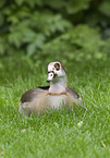 Egyptian goose