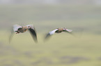 Egyptian geese