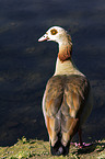 Egyptian goose
