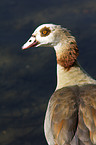 Egyptian goose