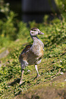 young Egyptian goose