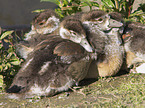 young Egyptian geese