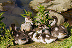 young Egyptian geese