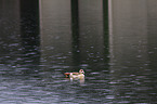 Egyptian goose